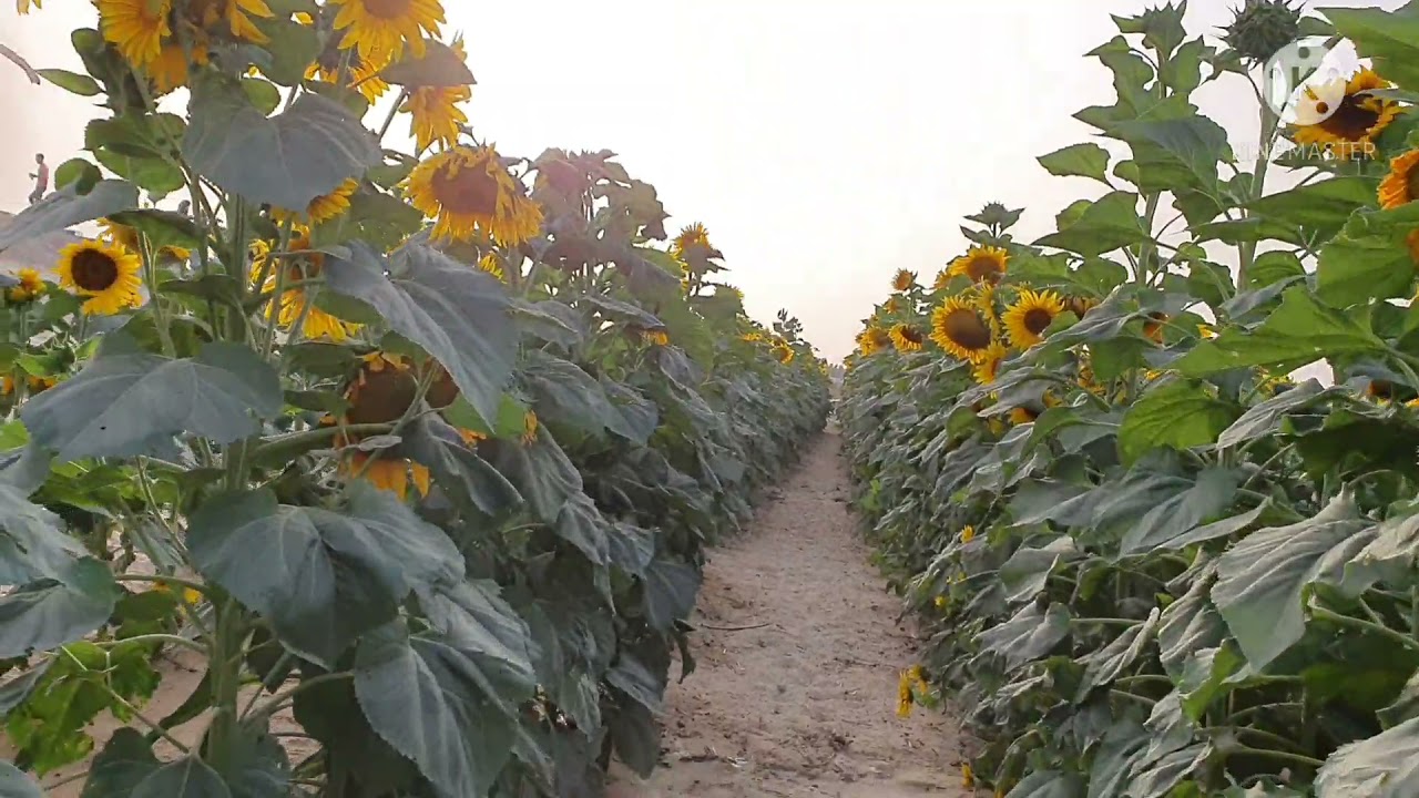 رحلتنا الرائعة والجميلة لمزرعة زكي السالم للرز الحساوي بالأحساء