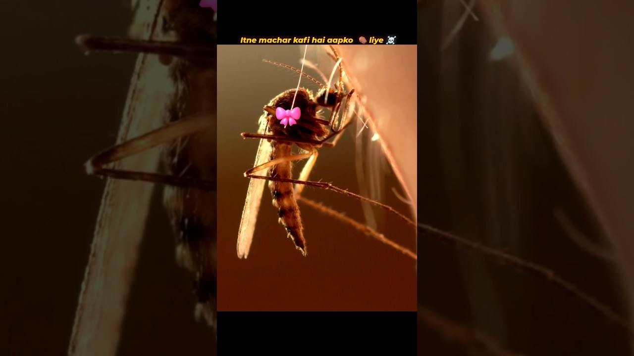 Enough Mosquitoes to End You 😱