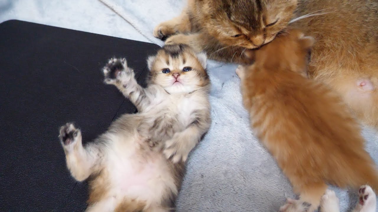 Cute kitten that flaps its paws and legs as if tickled when licked...