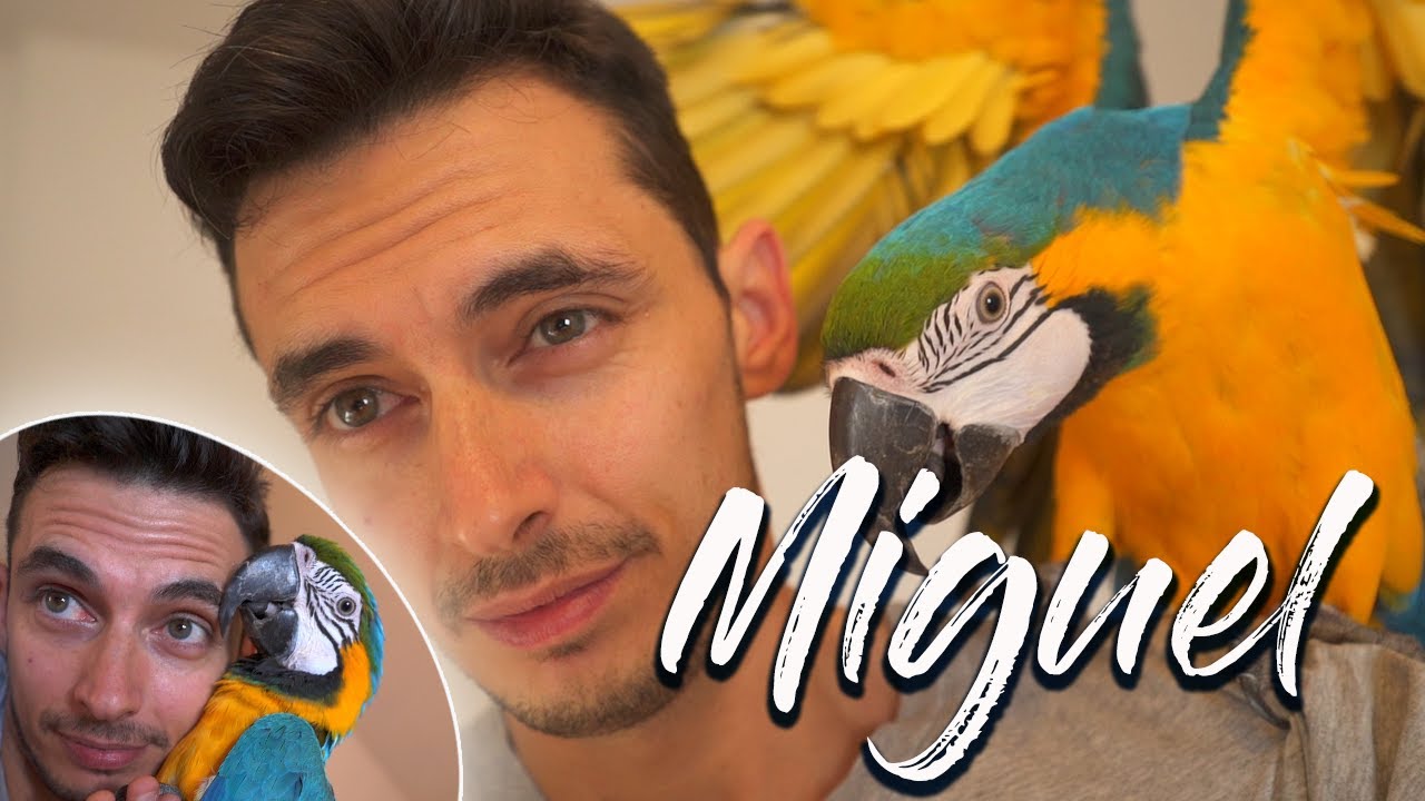 Vi presento Miguel il pappagallo più bello del mondo