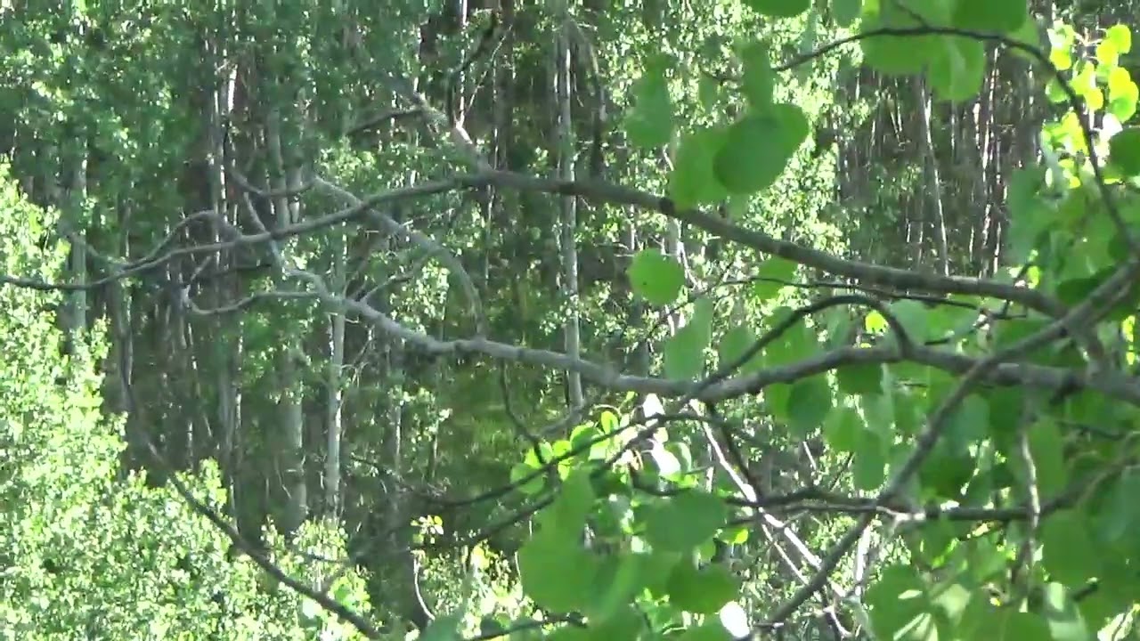 Wendigo Trail-Standoff with animals