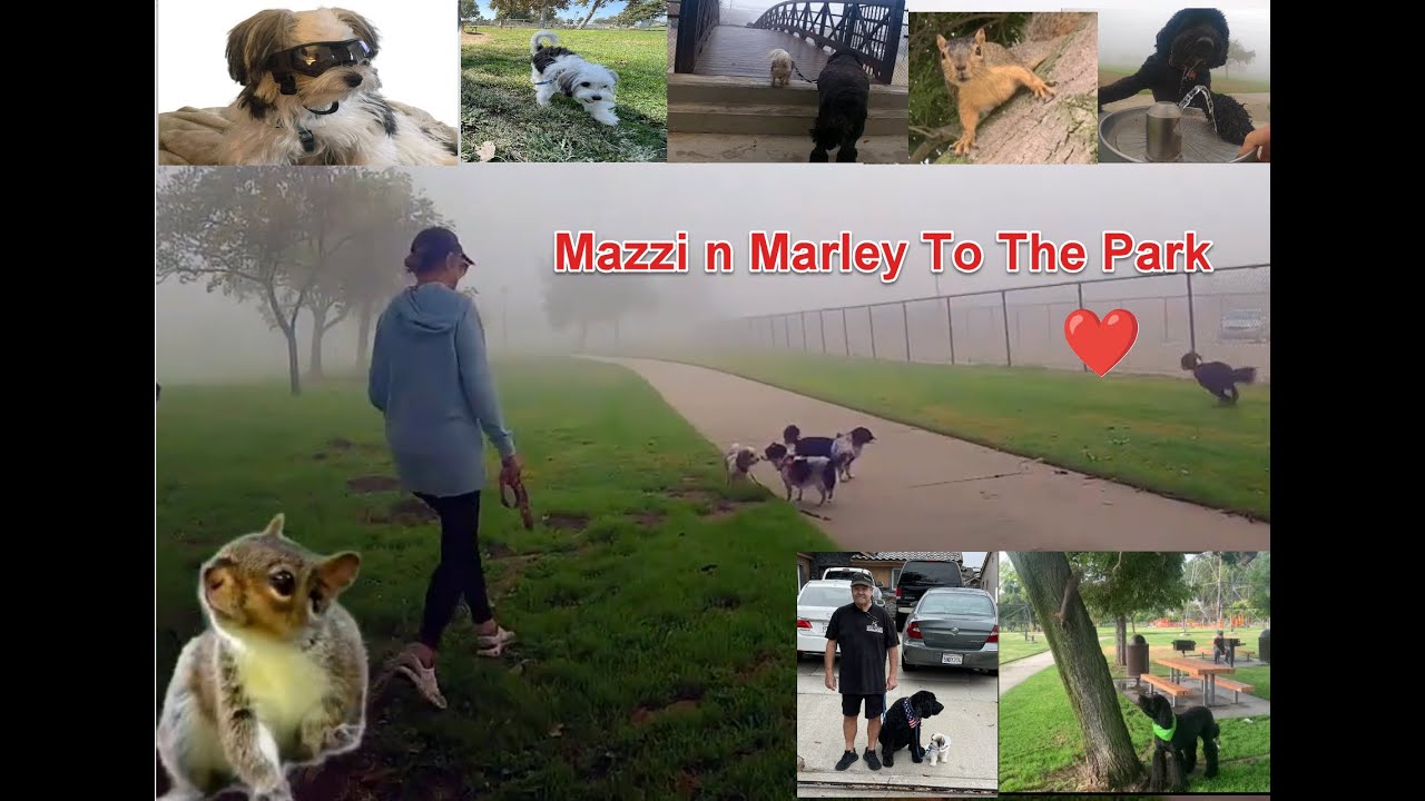 Marley n Mazzi Play and train @ The Park