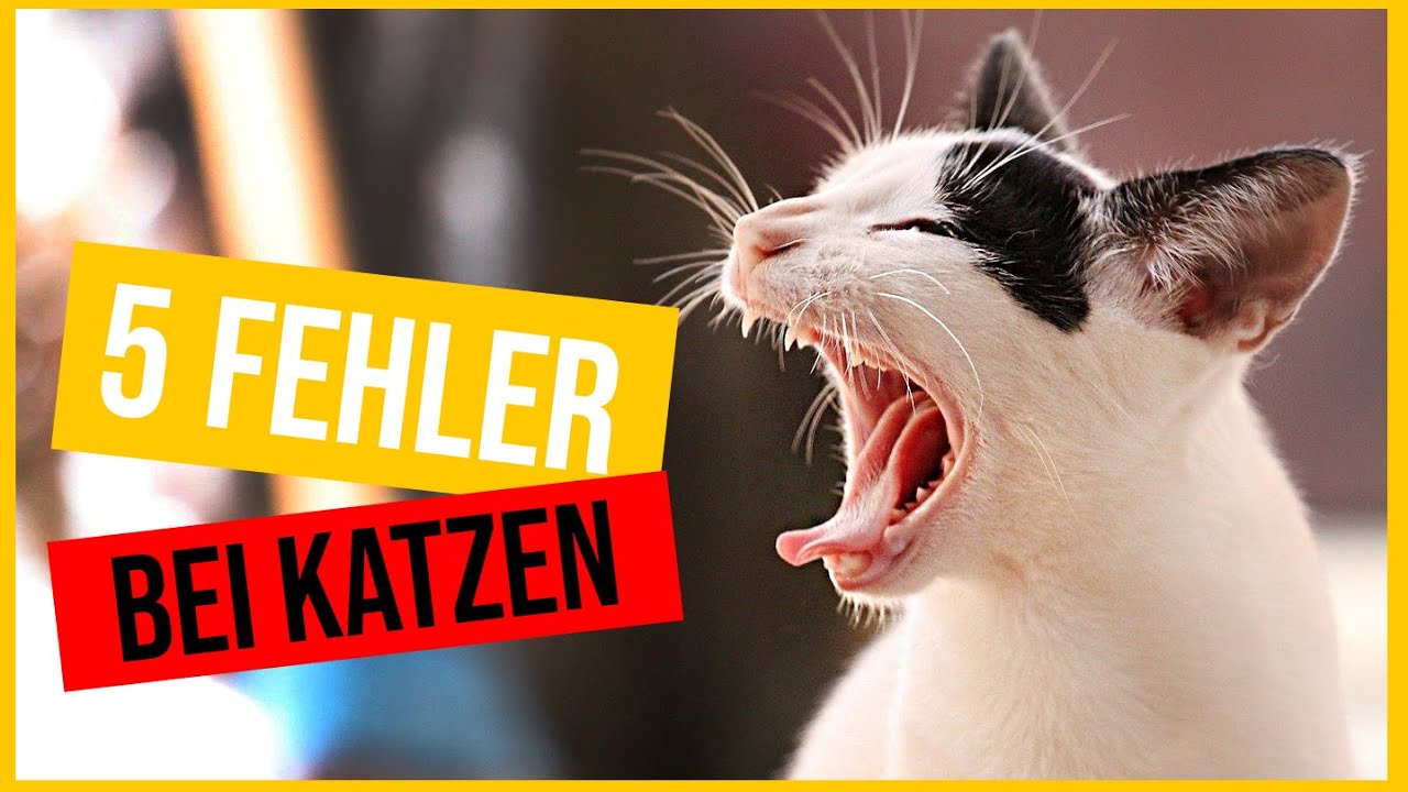 5x No Gos bei Katzen / Mach diese Fehler niemals bei Kitten / Katzentipps/ Amely Rose & Catwalk