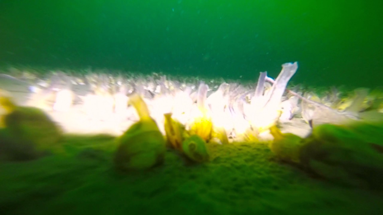 Keuka Lake Bottom @ 100 Feet Deep