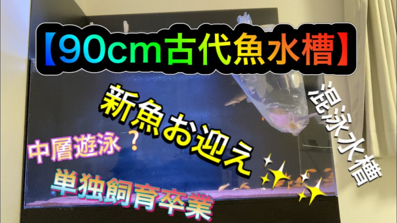 【90cm古代魚水槽】新魚お迎え #22