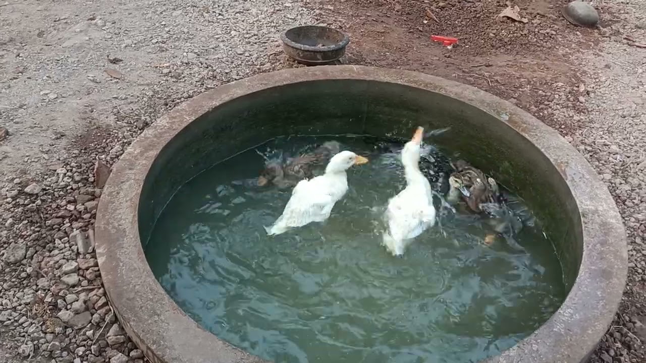 രാവിലെ ഒരു കുളി ആയാലോ