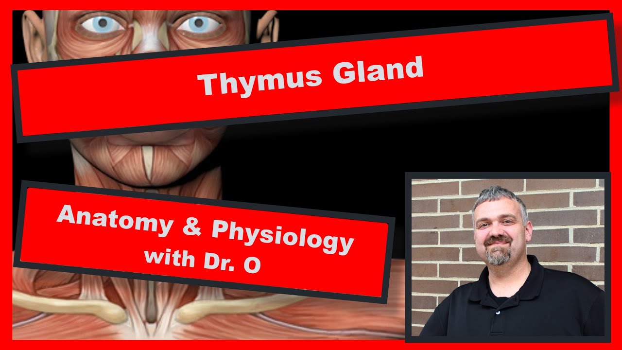 Thymus Gland:  Anatomy and Physiology