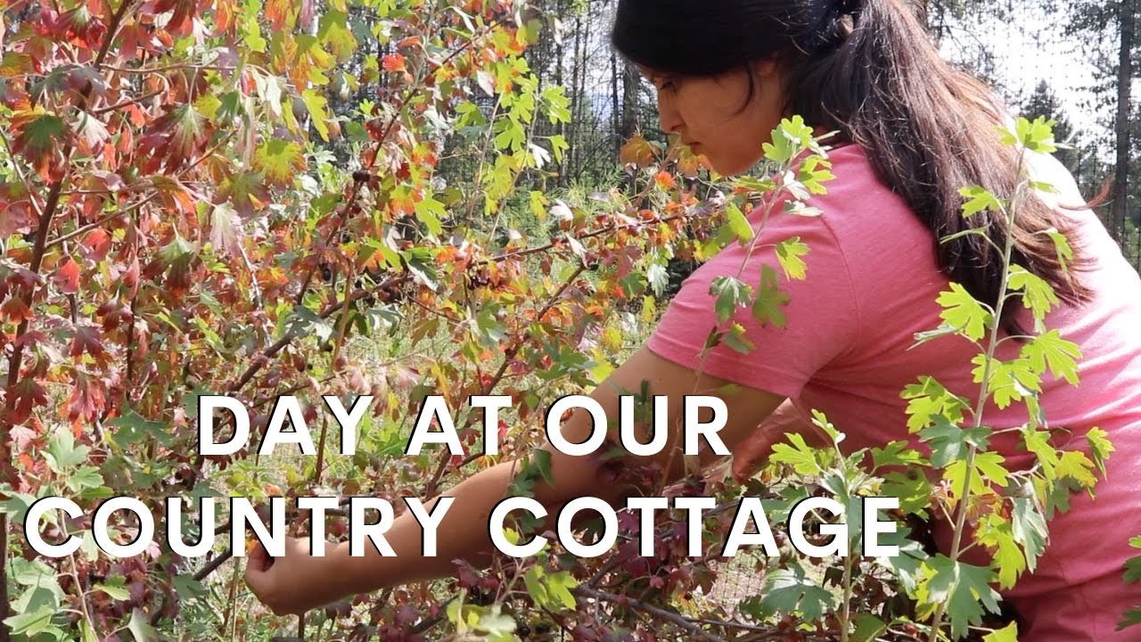 Summer Honey Extracting | Jelly Recipe with Honey | Antique China Rose Pattern