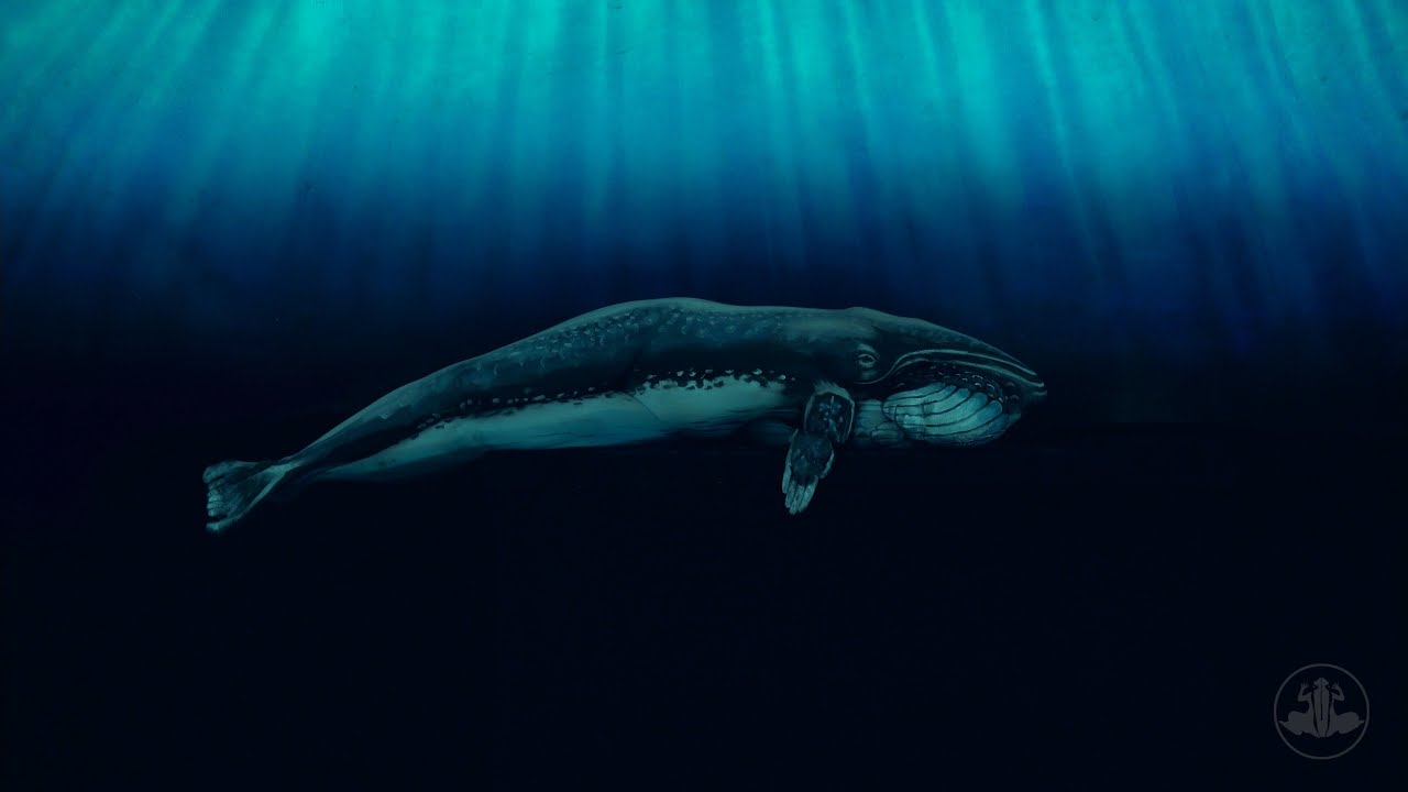 Whale - Bodypainting Illusion by Johannes St&ouml;tter
