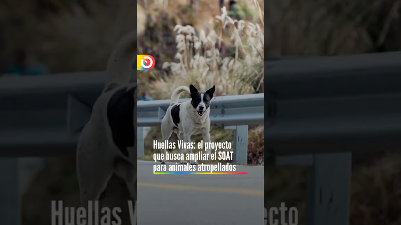 Huellas Vivas: el proyecto de ley que busca ampliar el SOAT para animales atropellados. Le contamos
