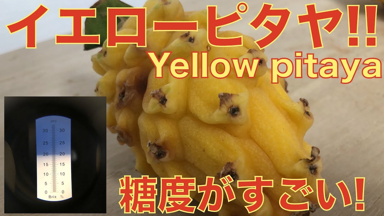 【超希少！】イエローピタヤ！黄色いドラゴンフルーツ！食レポ！糖度は！？