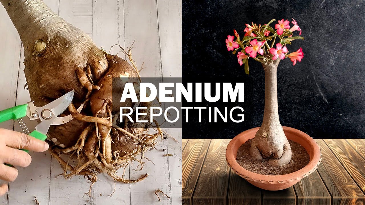 Adenium Plant Repotting 🌱|| How To Repot Adenium Plant from Deep Pot to Shallow Pot🪴