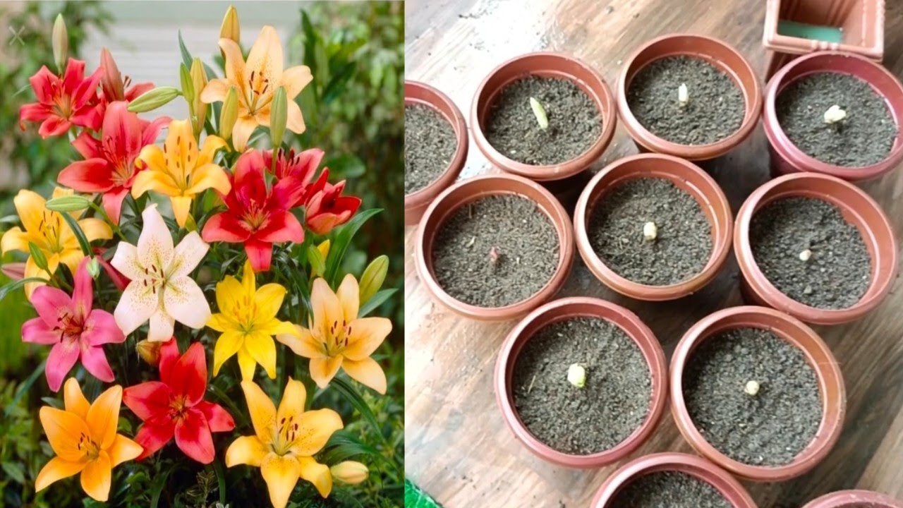 How To Grow Asiatic Lily Bulbs🌱 Asiatic Lily के bulb लगाने का आसान तरिका👍