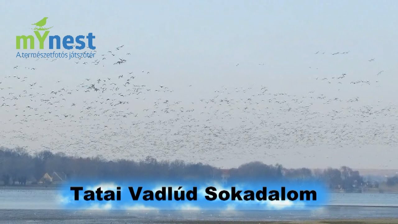 mYnest - Tatai Vadlúd Sokadalom