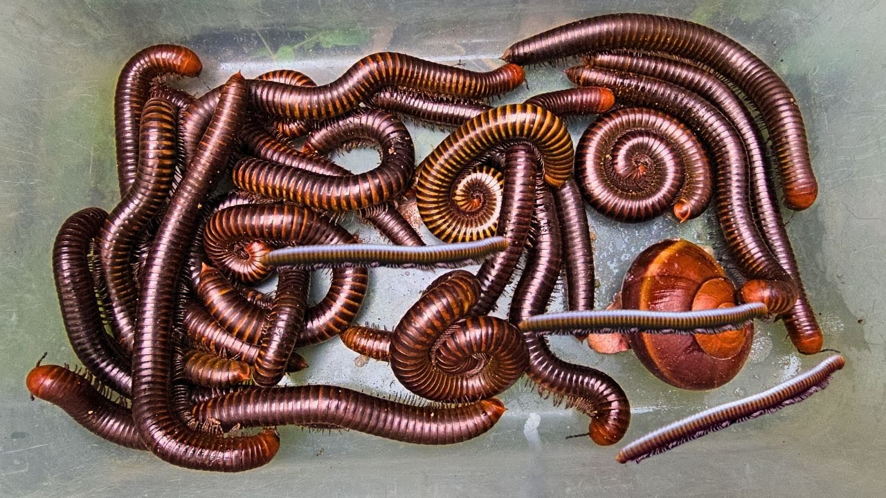 Catch and release millipedes in the forest, Release 200 millipedes in to news habitate