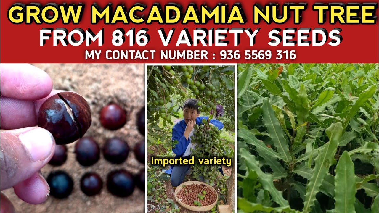 How to germinate macadamia seeds/ Grow macadamia nut tree from seeds / Macadamia Seeds 816 variety
