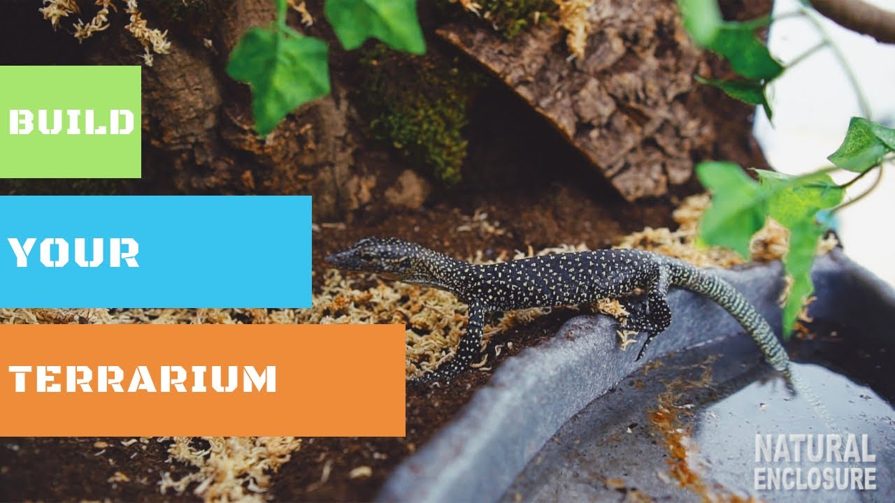 HOW TO BUILD A TERRARIUM BACKGROUND | MANGROVE MONITOR | NATURAL ENCLOSURE