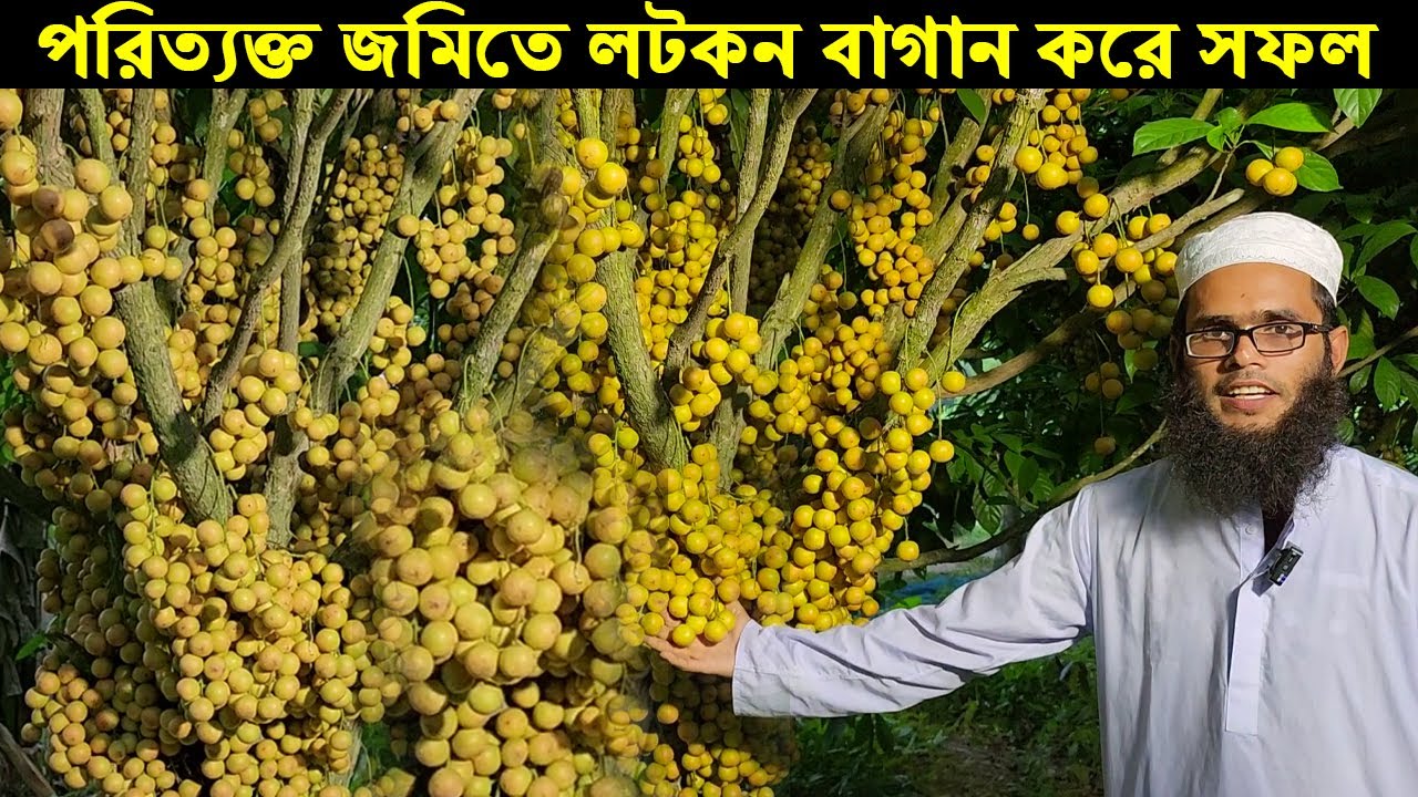 পরিত্যক্ত জমিতে লটকন বাগান করে সফল ময়মনসিংহের উদ্যোক্তা হাফেজ রুকুন উদ্দীন।