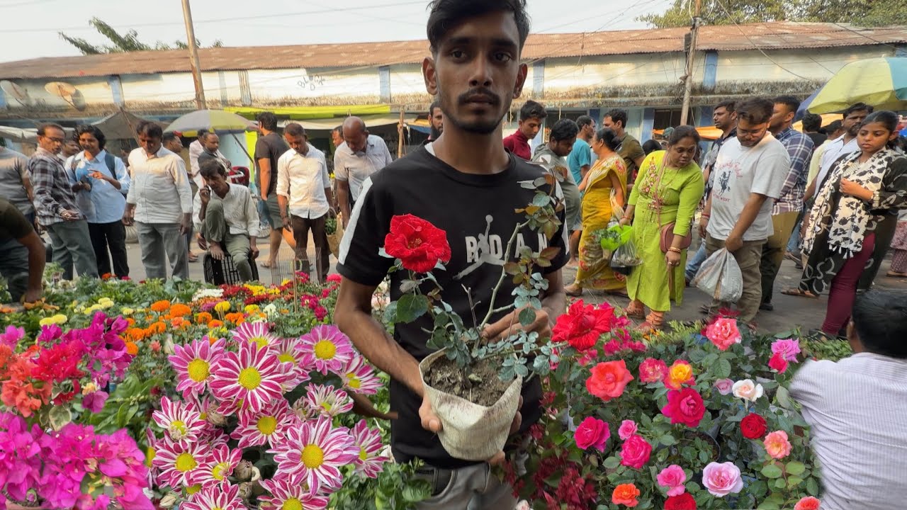 Rose Bougainvillea Chrysanthemum Plant Price | Galiff Street Recap In Hindi | Best Flowers Forever 