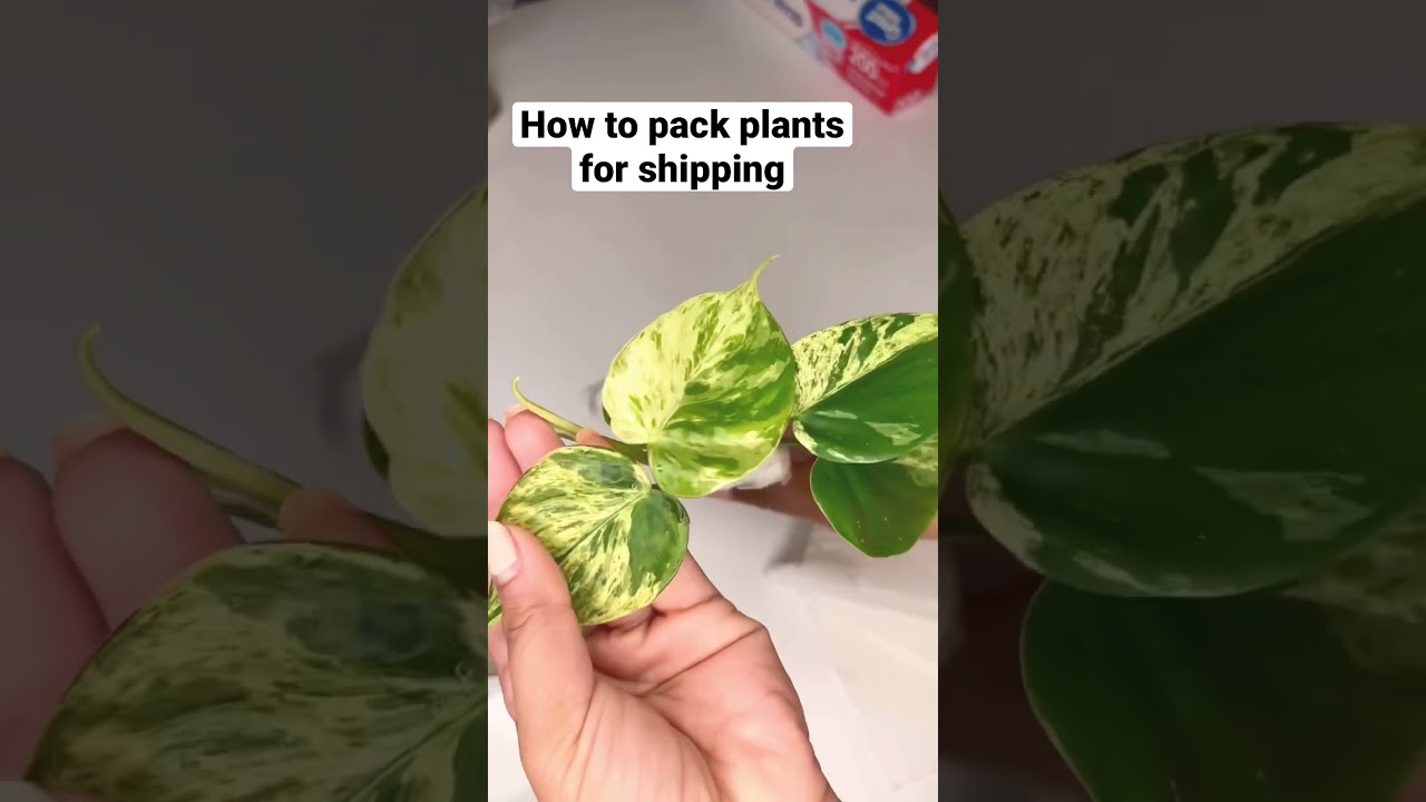 Shipping plants || How to pack plants for shipping. #plants  #shorts  #winter