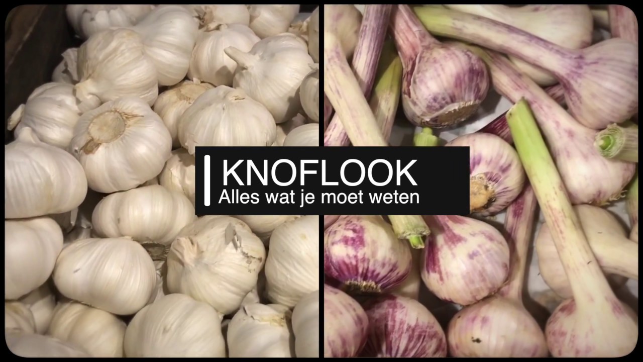 Knoflook: alles wat je moet weten