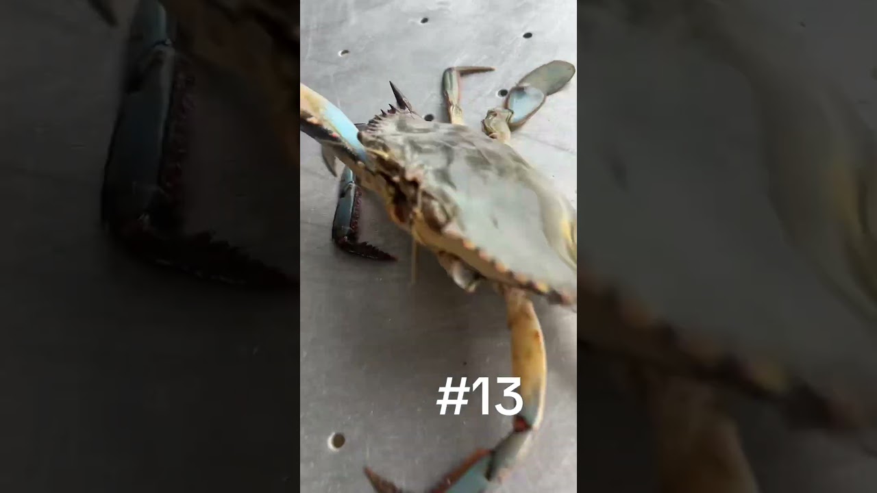 20 фактов о синих крабах, которые вы могли не знать 🦀 #крабы #синиекрабы #морепродукты #краболов ...