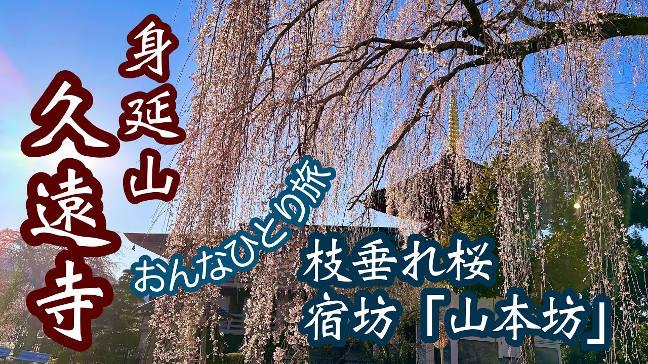 おんなひとり旅　初めての宿坊「山本坊」宿泊体験&久遠寺枝垂れ桜