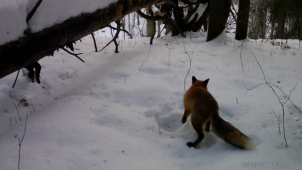 Лиса ,нашла припрятанную для неё заначку🙂 