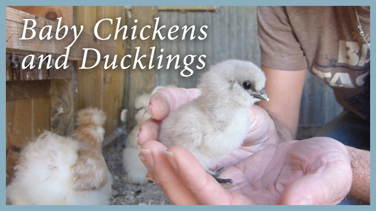 Baby Chicks and Ducklings: New Life On The Farm