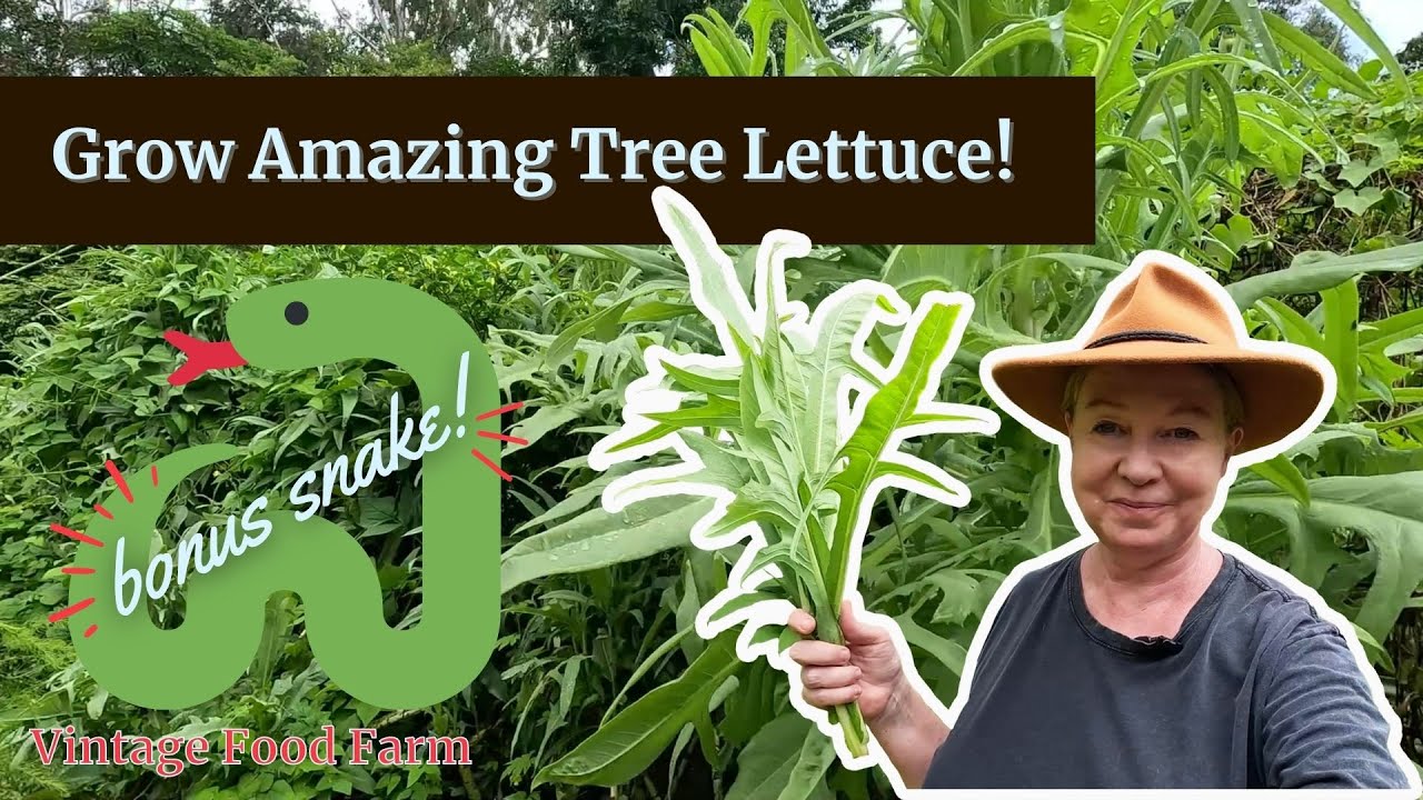 INCREDIBLE!! Tree Lettuce! 😁🥬