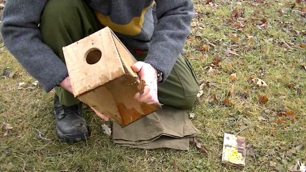 Comparing the conibear 110 with a Rat Trap