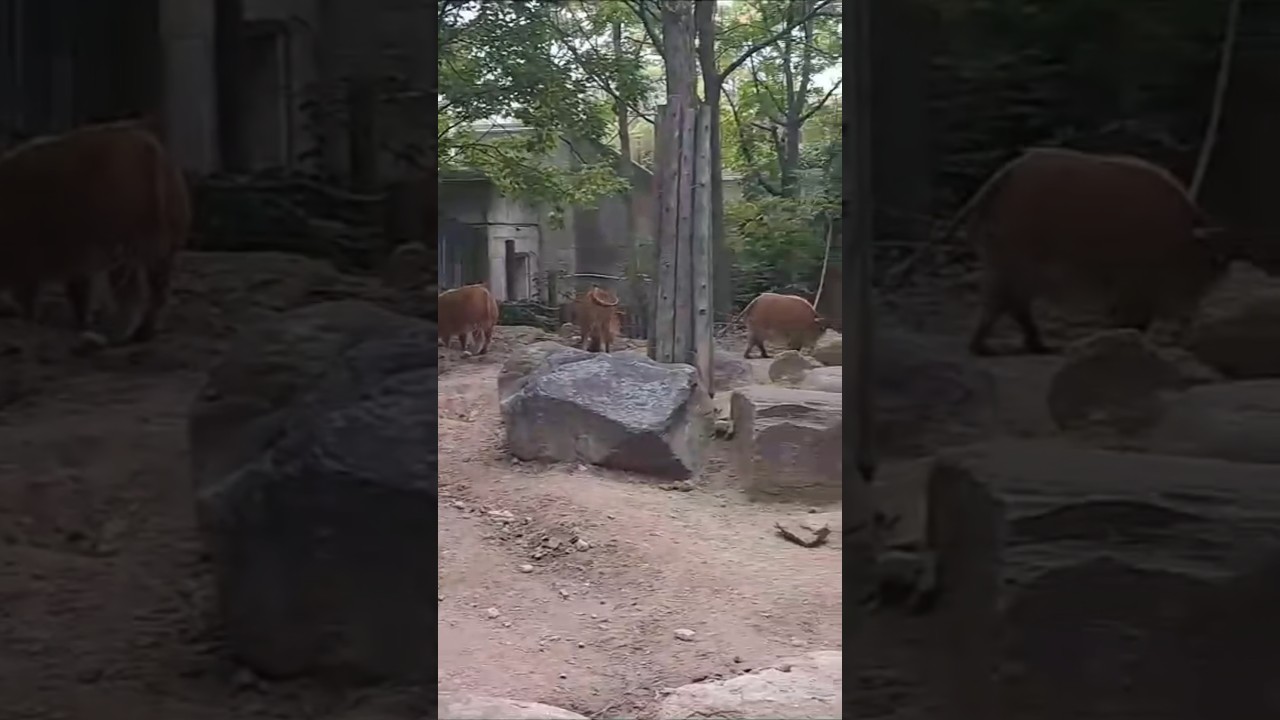 Crimson Nomads: Friendly Red River Hog Says Hi