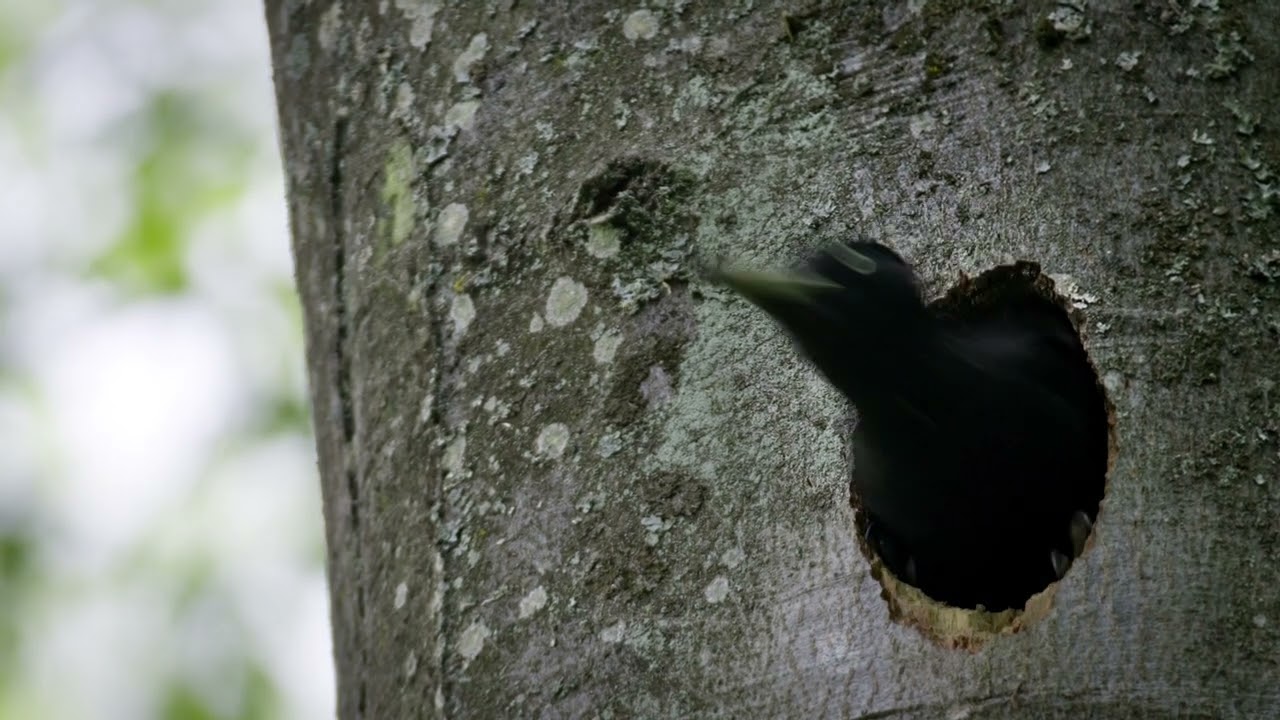Dr. Pic noir, urgences des bois