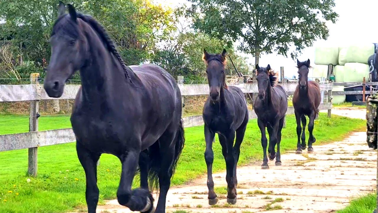 Still going wrong? Or is it better now? The Friesian horses go out.