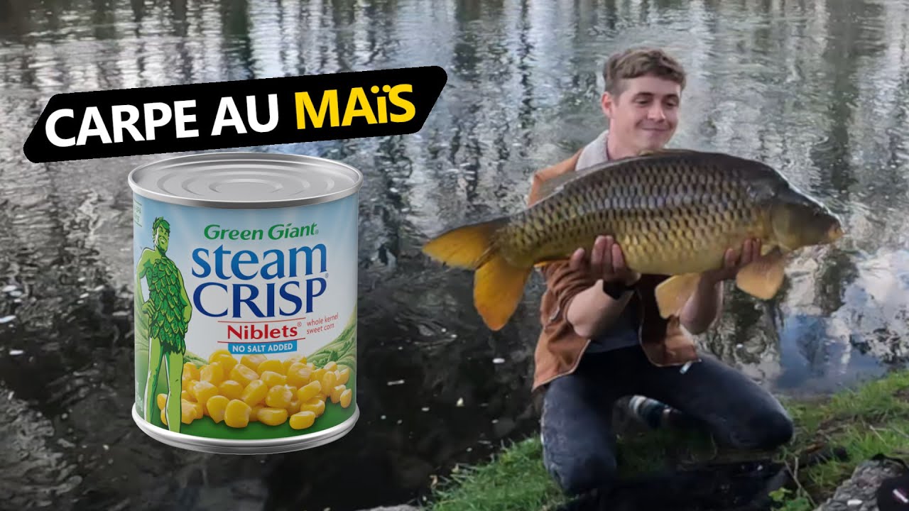 Carpe au ma&iuml;s : Une heure de p&ecirc;che efficace