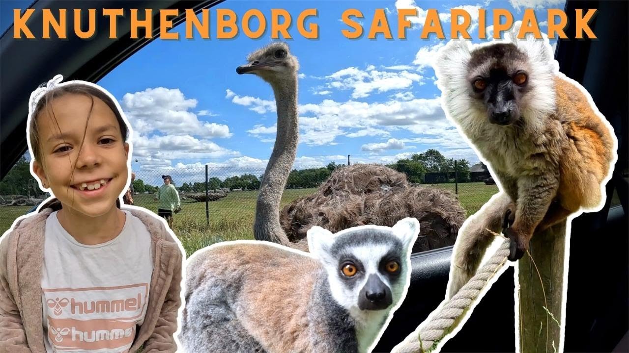 Knuthenborg Safaripark🐵🦓🐯🦒Sjove aber og en meget nysgerrig struds!😱