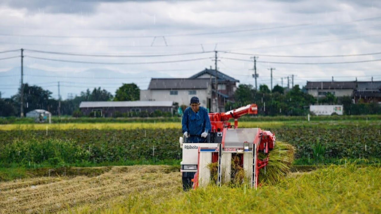 Japanese Countryside Rain Sounds for Sleep | Peaceful Village Rain