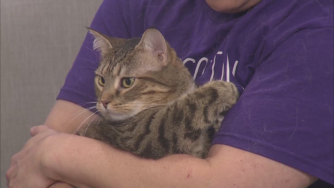 Watching Over Whiskers: Natasha