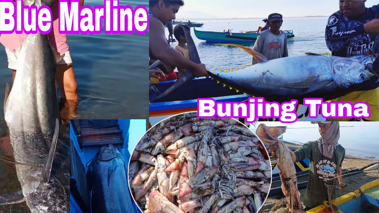 Swerte ng mga lumaot | Blue Marline/Bunjing Tuna