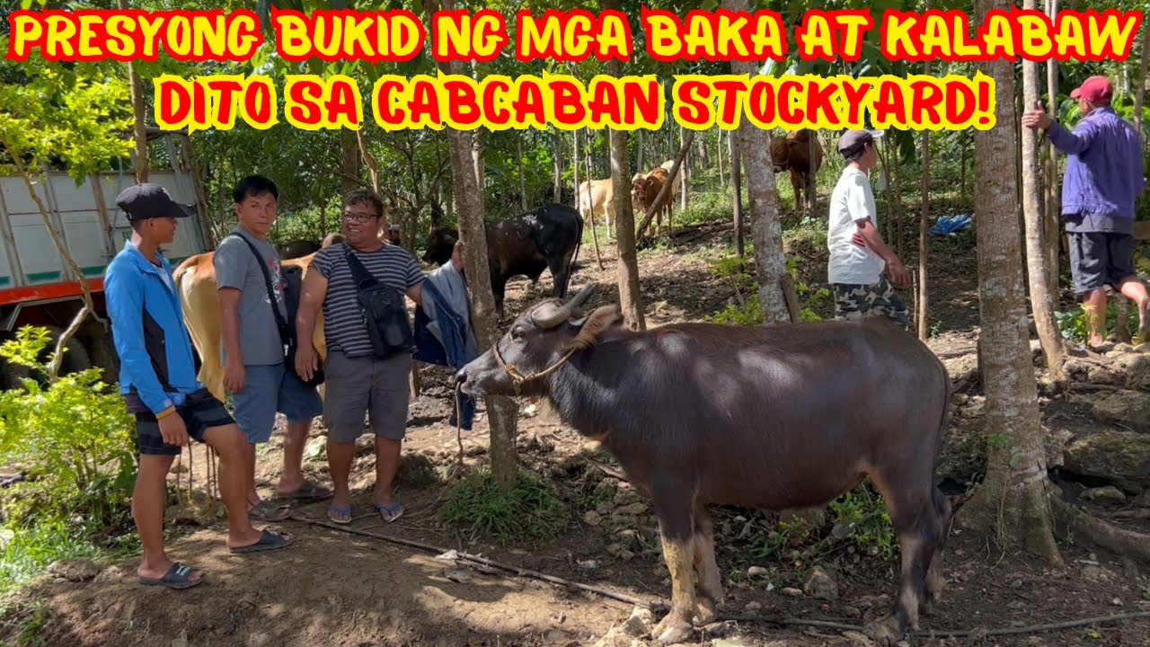 PRESYONG BUKID NG MGA BAKA AT KALABAW DITO SA CABCABAN STOCKYARD! | SOLLE'S GANDANG BUHAY