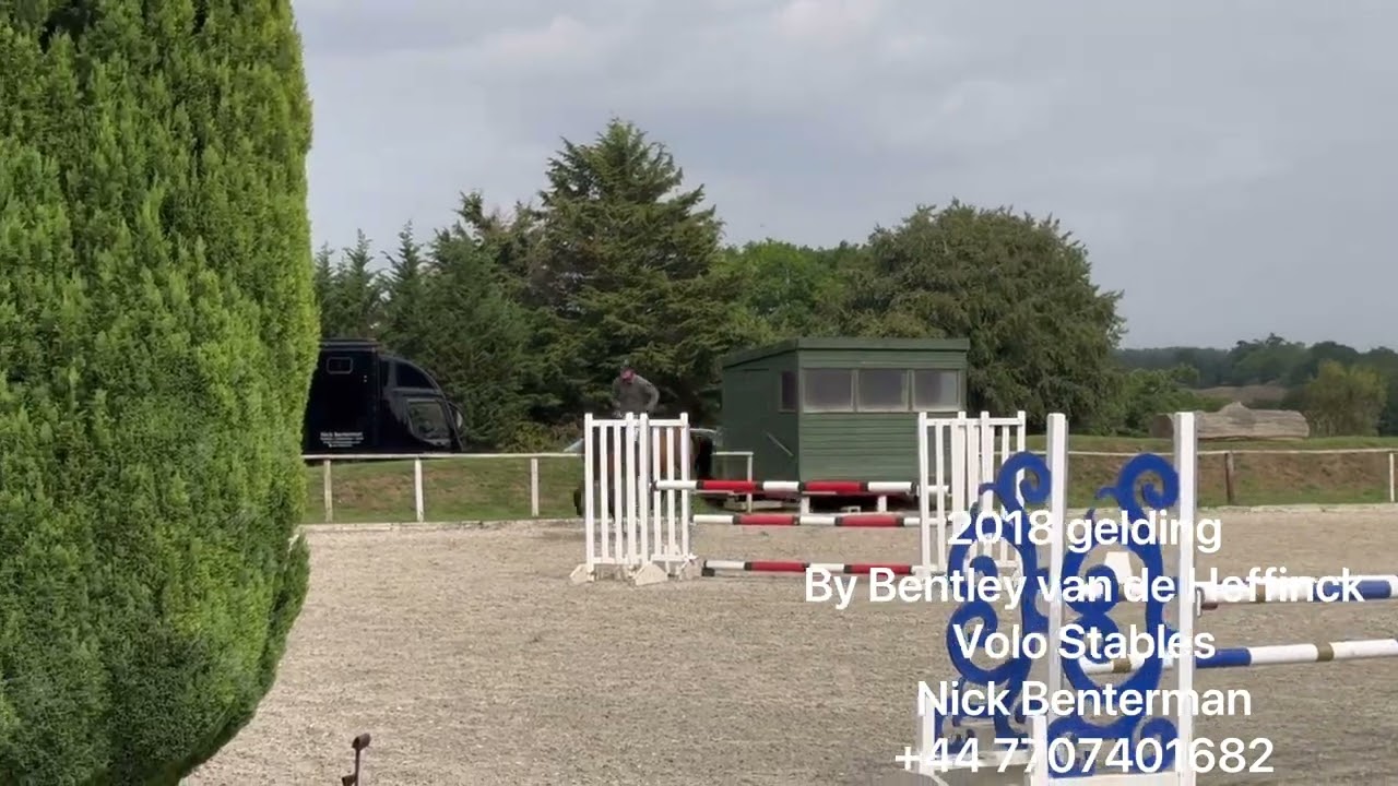 2018 gelding by Bentley VD Heffinck 