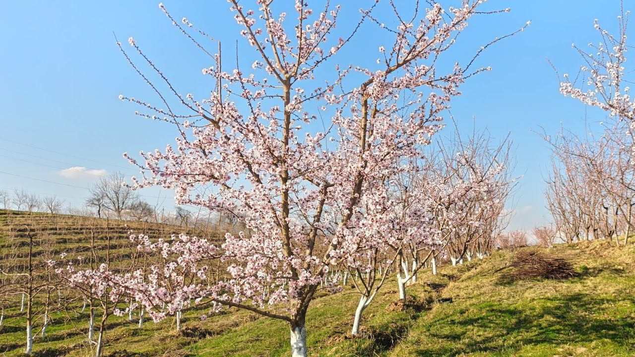 Bogʻdorchilik sirlari, Sifatli mevalar olishda shakillar urni ?? Har bir ishda natija muhim