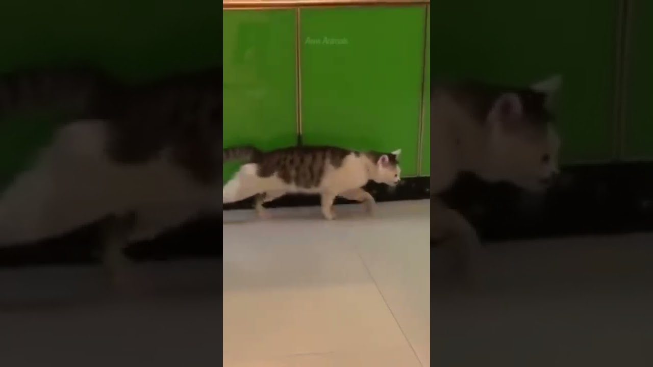 Cute Cat Awesome Walking 