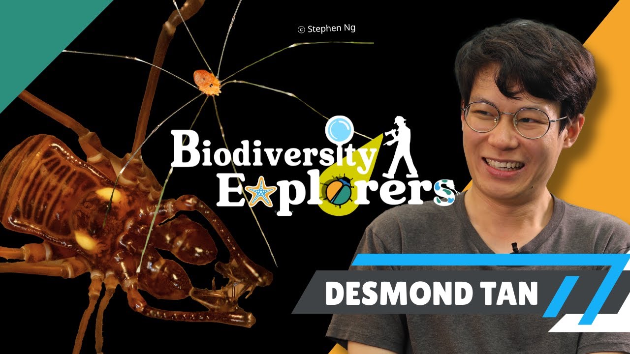 【Biodiversity Explorers EP. 3 | Desmond Tan // 長腿叔叔是盲蛛？The Infamous Daddy Long-legs: Harvestmen 】