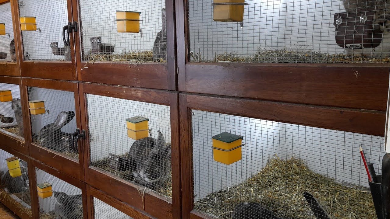 Iepuri | Crescătoria lui Sorin Dogar