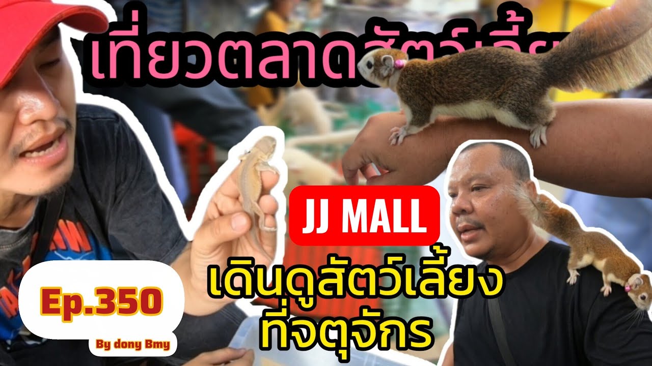 เที่ยวตลาดสัตว์เลี้ยง Ep.350 🐈🦜|เดินดูสัตว์เลี้ยงชิวๆในวันเสาร์ที่ 14/02/69| #ตลาดจตุจักร #Chatuchak