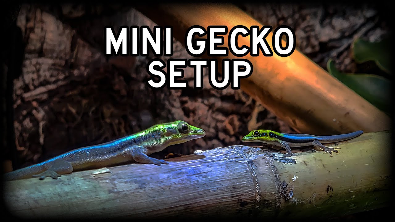 How I setup my Neon Day Gecko Bioactive Enclosure, Phelsuma klemmeri
