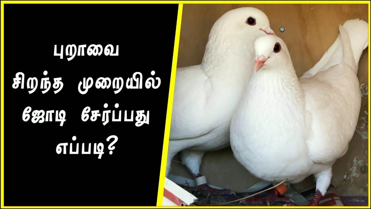 🕊️🕊️புறாவை சிறந்த முறையில் ஜோடி சேர்ப்பது எப்படி? || Pigeon Beginners||