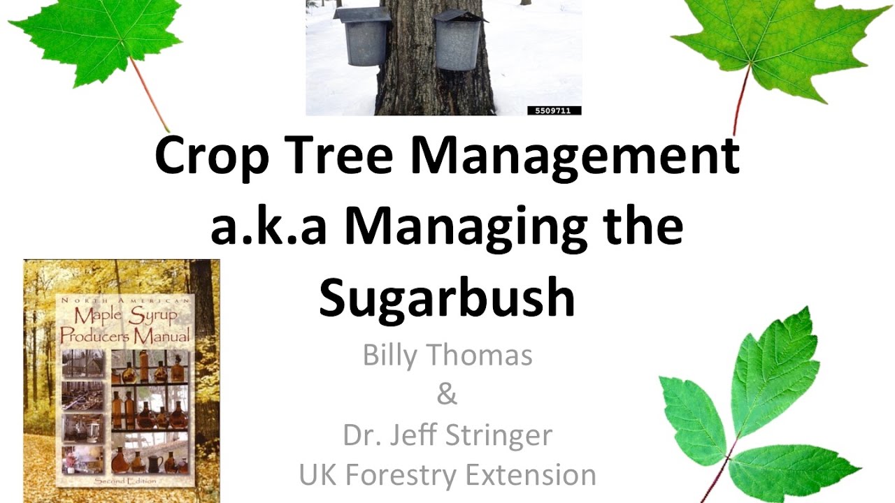 Crop Tree Management in the Sugarbush