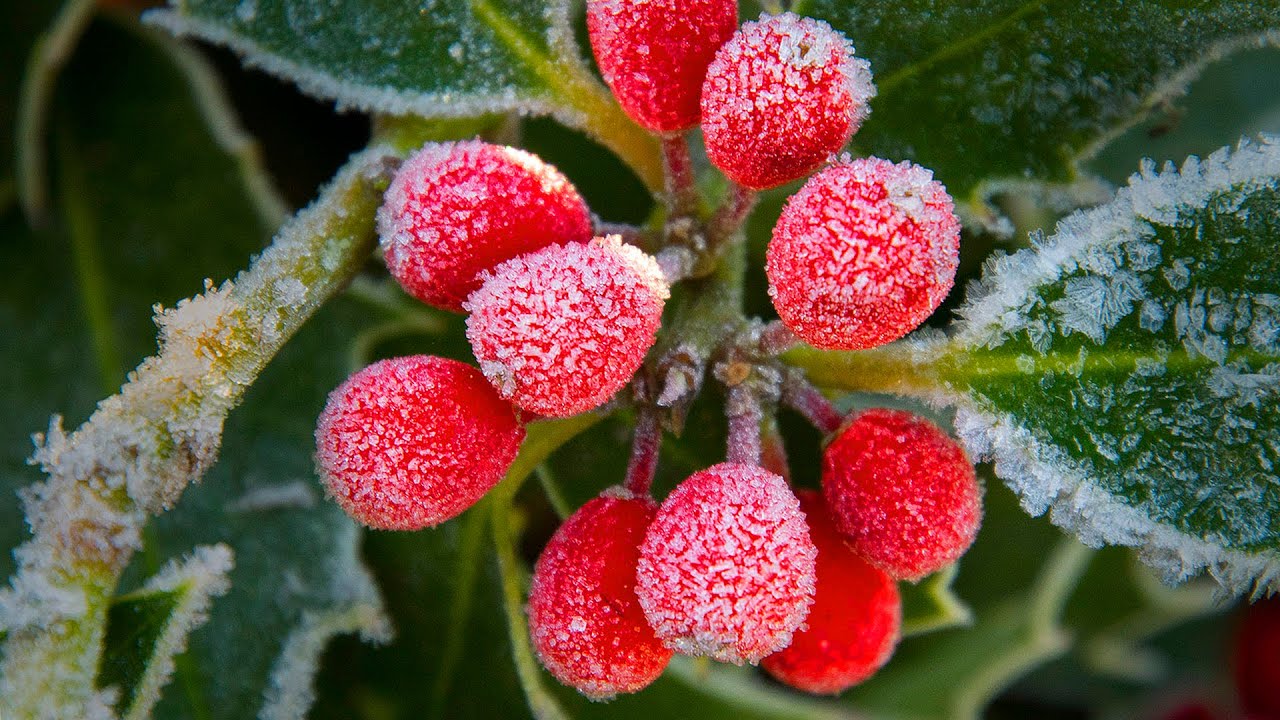 Tenbury Holly & Mistletoe Auction (Johnny Coppin - Sans Day Carol)